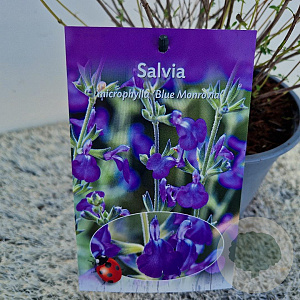 Salvia micr. 'Blue Monrovia' 40-45 cm 2,5L