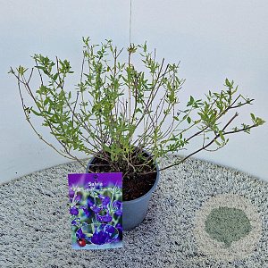 Salvia micr. 'Blue Monrovia' 40-45 cm 2,5L