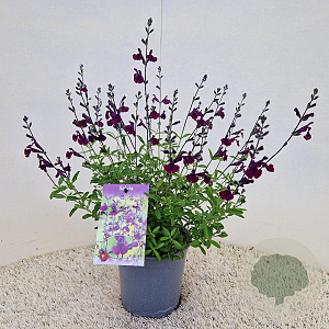 Salvia 'Nachtvlinder' 30-40 cm 2,5L