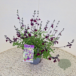 Salvia 'Nachtvlinder' 30-40 cm 2,5L