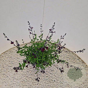 Salvia 'Nachtvlinder' 30-40 cm 2,5L