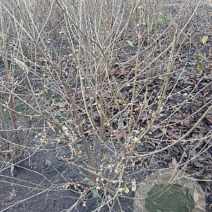 Chimonanthus praecox 125-150 cm met kluit struik