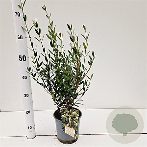 Phillyrea angustifolia 40-60 cm 2,0L