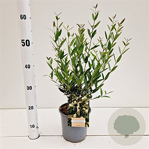 Phillyrea angustifolia 40-60 cm 2,0L