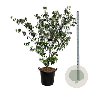 Cornus k. 'Weisse Fontaine' 150-175 cm cont. 55L extra