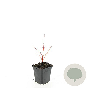 Cornus sang. 'Anny's Winter Orange' GM P9