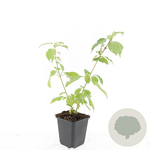 Cornus sang. 'Anny's Winter Orange' GM P9