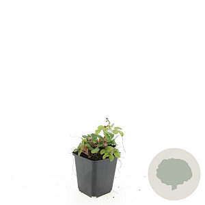 Fragaria vesca GM P9