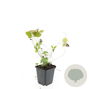 Fragaria vesca GM P9
