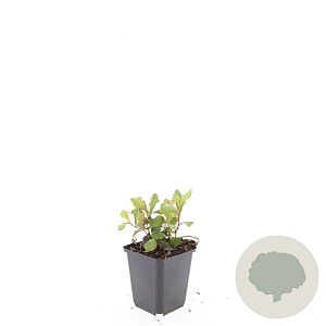 Ceratostigma plumbaginoides GM P9