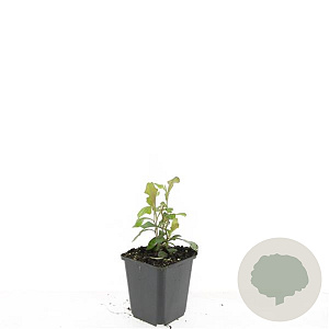 Ceratostigma plumbaginoides GM P9
