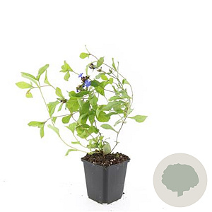 Ceratostigma plumbaginoides GM P9