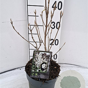 Callicarpa bod. Magical Snow Queen 30-40 cm 2,0L