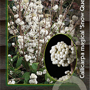 Callicarpa bod. Magical Snow Queen 30-40 cm 2,0L