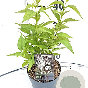 Callicarpa bod. Magical Snow Queen 30-40 cm 2,0L