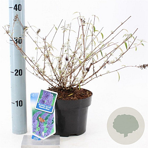 Buddleja d. 'Nanho Blue' 30-40 cm 2,0L