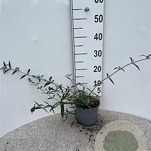 Buddleja d. 'Nanho Blue' 30-40 cm 2,0L