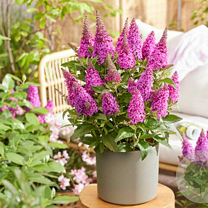 Buddleja d. B. Candy Lila Sweeth. GM 3,0L leverbaar