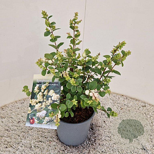 Symphoricarpos Magical Candy 25-30 cm 2,0L
