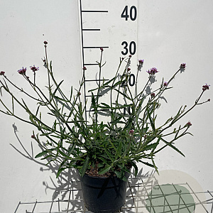Verbena bon. 'Lollipop' GM 2,0L