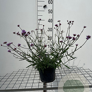 Verbena bon. 'Lollipop' GM 2,0L