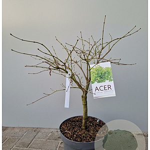Acer pal. 'Dissectum' 50-60 cm 10L