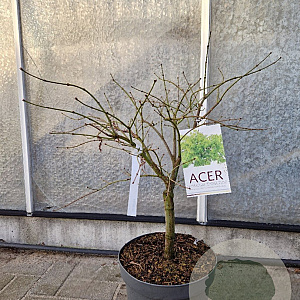 Acer pal. 'Dissectum' 50-60 cm 10L