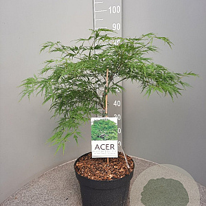 Acer pal. 'Dissectum' 50-60 cm 10L