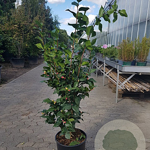 Camellia j. 'Dr King' 100-125 cm 20L