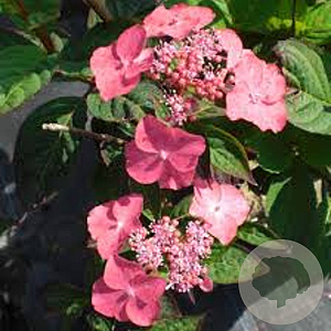 Hydrangea s. 'Dolmyf' GM 3,0L leverbaar