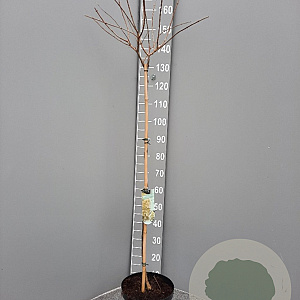 Hydrangea pan. 'Limelight' 90 cm stam 7,5L