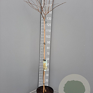 Hydrangea pan. 'Limelight' 90 cm stam 7,5L