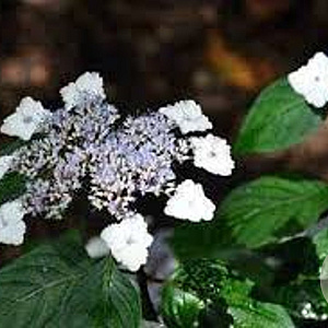 Hydrangea s. 'Intermedia' GM 3,0L leverbaar