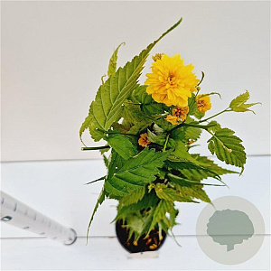 Kerria jap. 'Pleniflora' 40-50 cm 2,5L