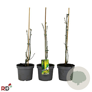 Laburnum wat. 'Vossii' 40-60 cm 5,0L