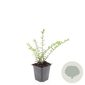Lonicera pileata GM P9