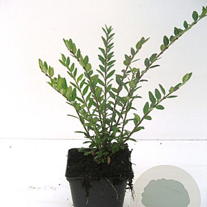 Lonicera pileata GM P9