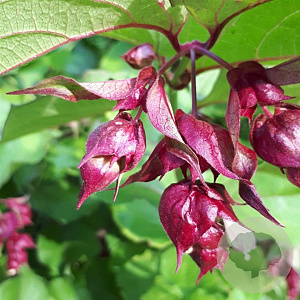 Leycesteria formosa 40-60 cm 3,0L