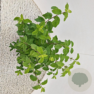Lonicera xylosteum 35-40 cm 3,0L