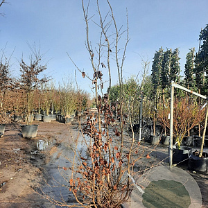 Parrotia persica 200-250 cm container meerstammig