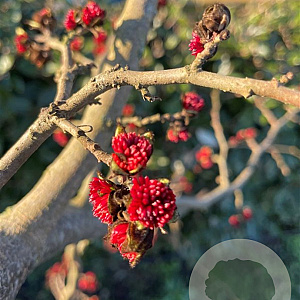 Parrotia persica 200-250 cm container meerstammig