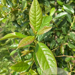 Nyssa sylvatica 6-8 HO draadkluit