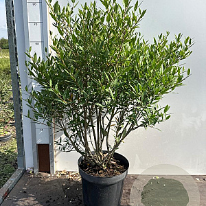 Phillyrea angustifolia 40-60 cm 7,5L