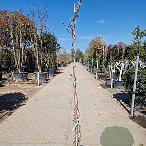 Wisteria brach. 'Okayama' 175-200 cm 10L