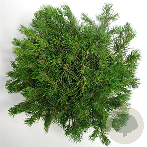 Pinus mugo mugo 50-60 cm 12L