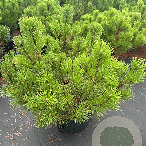 Pinus mugo mugo 50-60 cm 12L