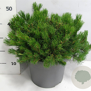 Pinus mugo mugo 50-60 cm 12L