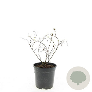 Potentilla f. 'Limelight' GM C1.3