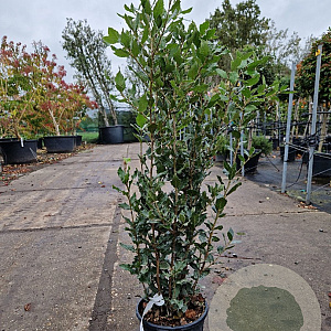 Quercus ilex 60-80 cm 3,0L