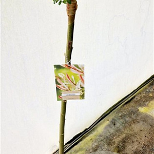 Salix integra 'Hakuro-nishiki' 120 cm stam 5,0L